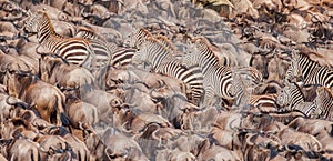 Herd of wildebeest and zebras gaining courage to cross the Nile River