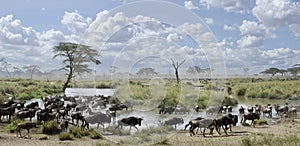 Herd of wildebeest and zebras in Serengeti photo