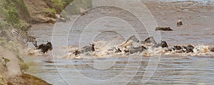 A herd of wildebeest and zebras swim across the Nile river during the wildebeest migration