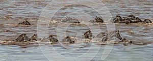 A herd of wildebeest and zebras swim across the Nile river during the wildebeest migration