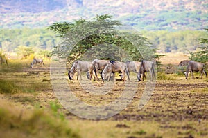 Herd of wildebeests eats grass in Africa