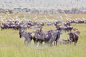 Herd of Wildebeests grazing in Serengeti.