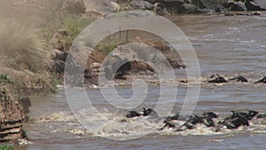 Herd of wildebeests jumping into river