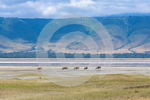 Herd of wildebeests in the Ngorongoro