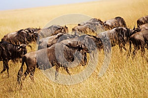 Herd of wildebeests pasturing at Kenyan savanna