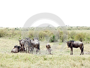 A herd of Wildebeests in savannah photo