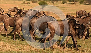 Herd of wildebeests in Serengeti, Tanzania