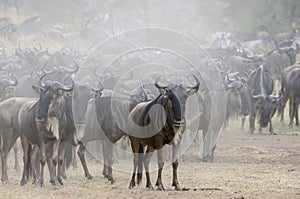 Herd of wildebeests standing in a dusty terrain