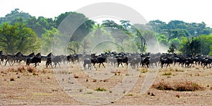 Herd of wildebeests in Tanzanian Serengeti. Wildebeests in the wild. Herd of gnus making dust in African Savanna.
