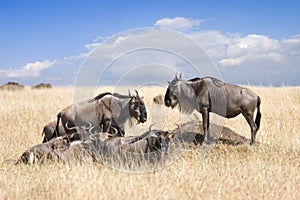 Herd of wildebeests photo