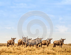 Herd of Wilderbeast
