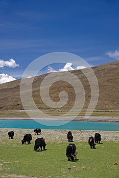 Herd of Yak grazing in Himalaya