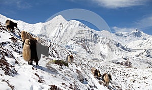 Herd of yaks, Annapurna range, Nepal himalayas