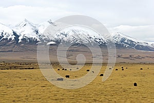 A herd of yaks in front of snowy mountains in clouds in Tibet