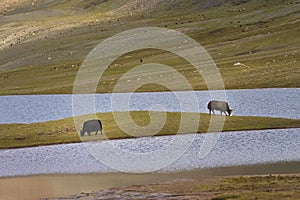 A herd of yaks graze in Shimshal at 4800m