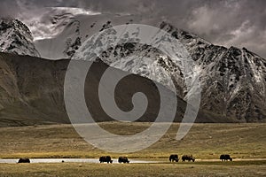 A herd of yaks graze in Shimshal at 4800m