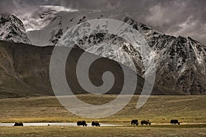 A herd of yaks graze in Shimshal at 4800m photo