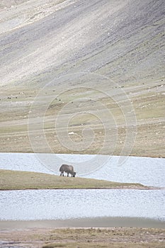 A herd of yaks graze in Upper Shimshal rivers at 4800m altitude mountain