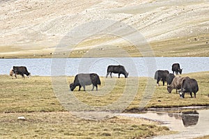 A herd of yaks graze in Upper Shimshal rivers at 4800m altitude mountain