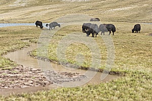 A herd of yaks graze in Upper Shimshal rivers at 4800m altitude mountain