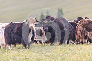 The herd of yaks is grazed in foothills
