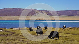 A herd of yaks grazing on the background of mountains and Lake Hovsgol in Mongolia