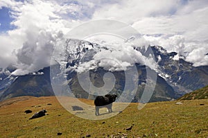 A herd of yaks in Himalaya mountains. Annapurna Circuit Trek, Manang District, Nepal, Asia.