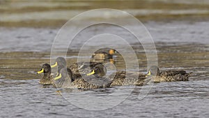 Herd of Yellow-billed Ducks