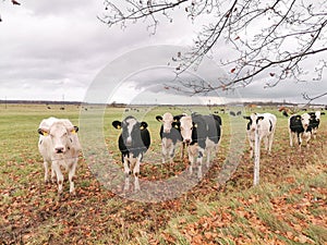 Herd of young black and white cows in a farm pasture. Cloudy autumn weather.