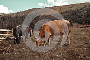 Herd of young brown and white cows in eco pasture in field high in the mountains in summer in sunset