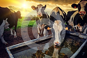 Herd of young calves drinking water photo