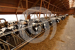 Herd of young cows in cowshed