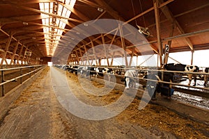 Herd of young cows in cowshed