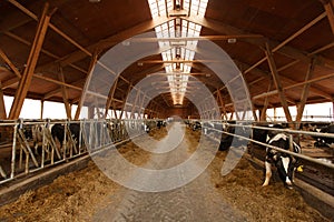 Herd of young cows in cowshed