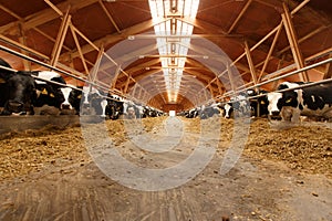 Herd of young cows in cowshed