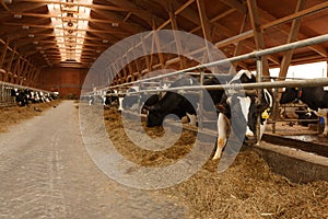 Herd of young cows in cowshed