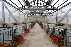 Herd of young cows in cowshed