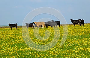 A herd of young cows frazing in a spring meadow in may with bright yellow flowers in the grass and blue sky