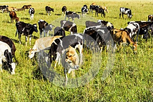 A herd of young cows grazing on a green field in a bright sunny day