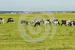 A herd of young cows and heifers grazing in a lush green pasture of grass on a beautiful sunny day. Black and white cows in a