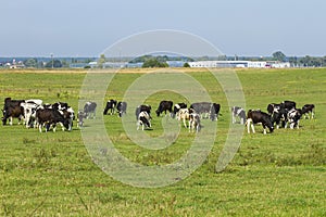 A herd of young cows and heifers grazing in a lush green pasture of grass on a beautiful sunny day. Black and white cows in a