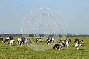 A herd of young cows and heifers grazing in a lush green pasture of grass on a beautiful sunny day. Black and white cows in a