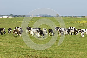 A herd of young cows and heifers grazing in a lush green pasture of grass on a beautiful sunny day. Black and white cows in a