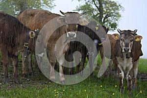 a herd of young cows stands