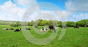 herd of young dairy cows in pasture