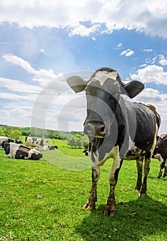 herd of young dairy cows in pasture