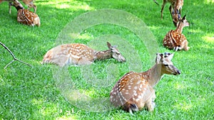 A herd of young deer lies and grazes on the grass