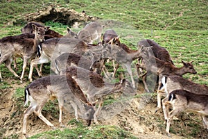 A herd of young deers