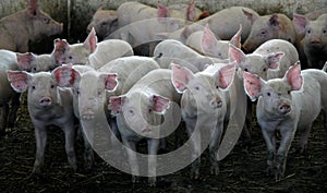 Herd of Young domestic pigs