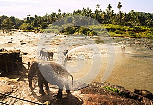 Herd of Young elephants washed by Orphanage workers.Sri Lankan elephant is a subspecies of the Asian elephant. Pinnawala Elephant photo